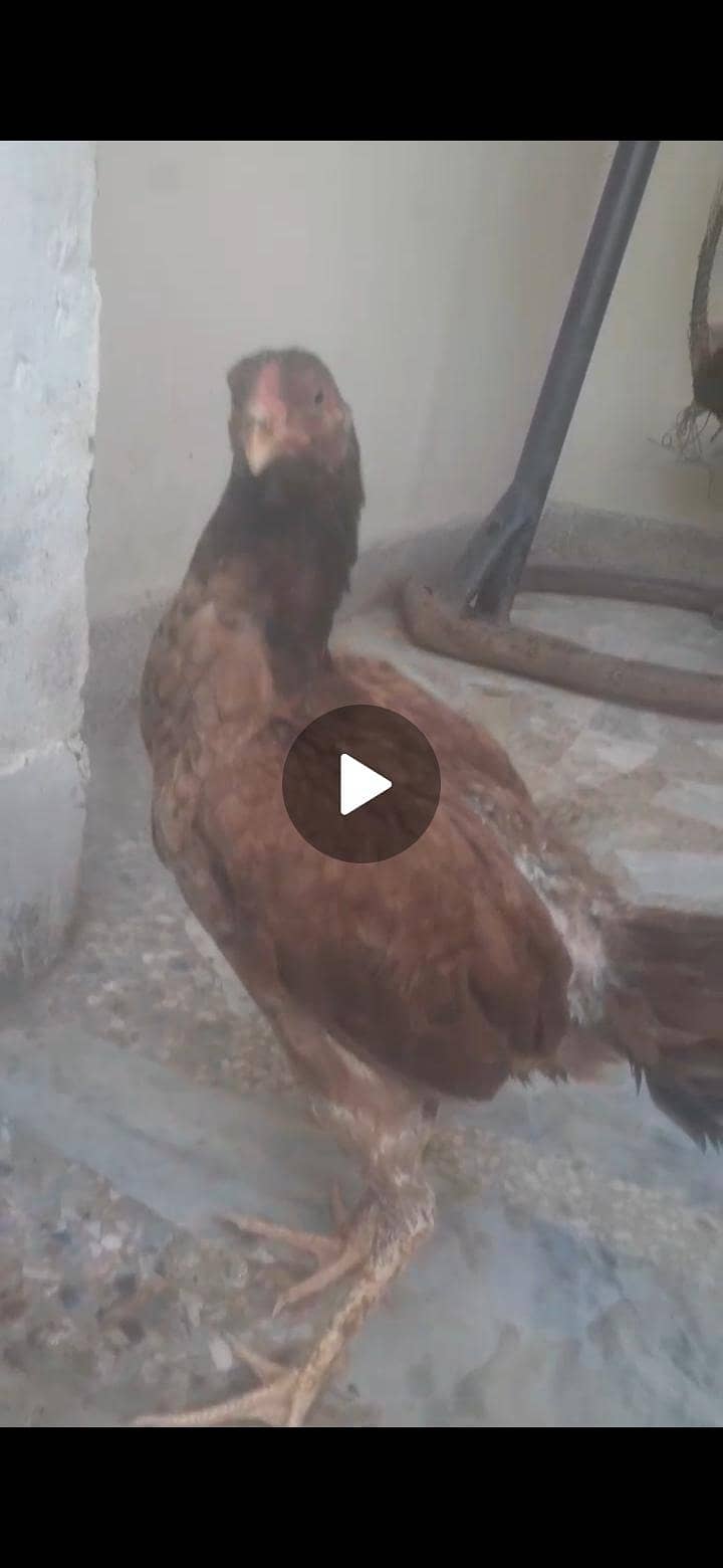 اولڈ ایئرپورٹ راولپنڈی 1