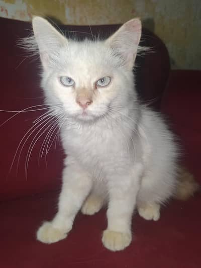 White Persian Male Cat