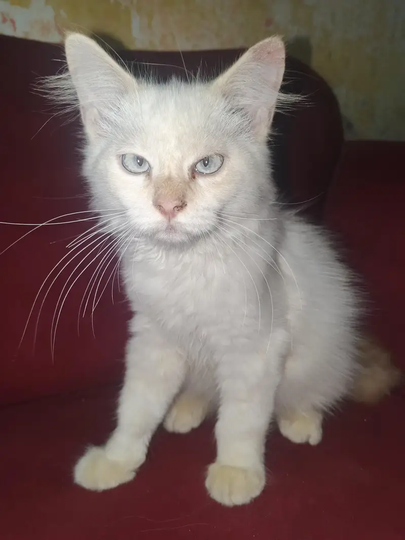 White Persian Male Cat
