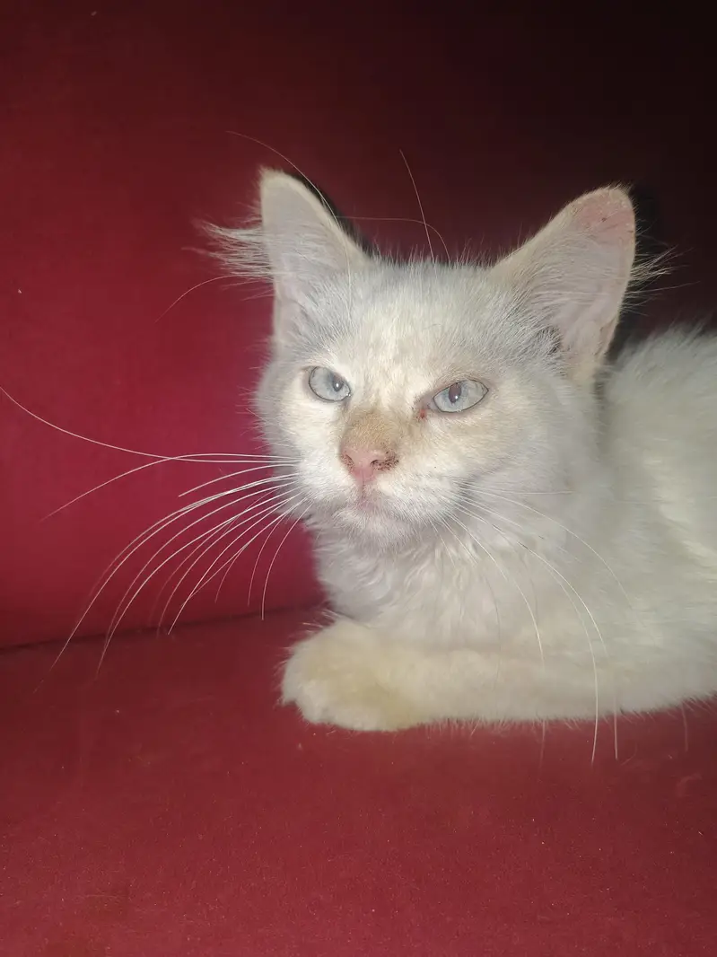 White Persian Male Cat — photo 2