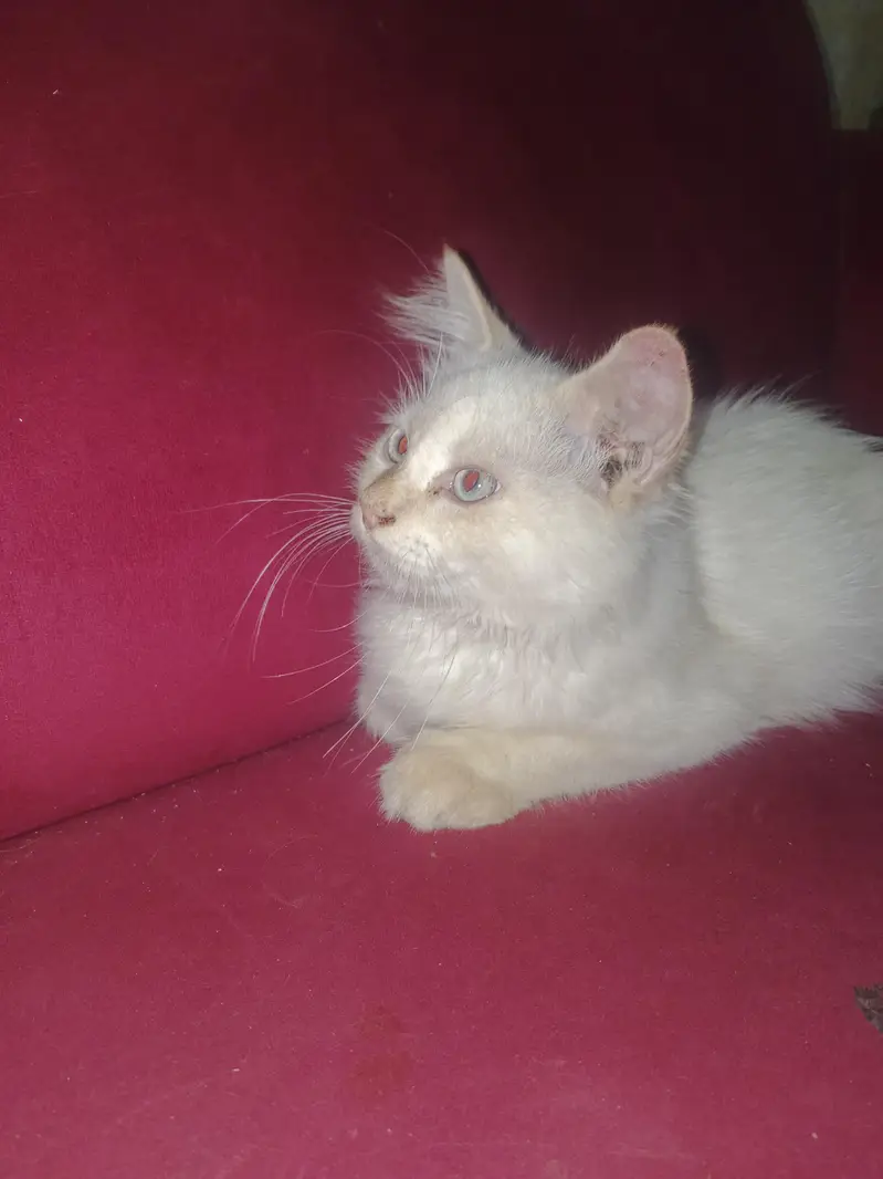 White Persian Male Cat — photo 3