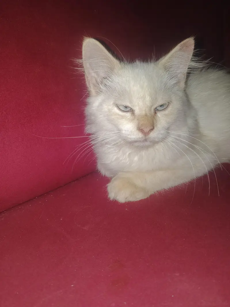 White Persian Male Cat — photo 4