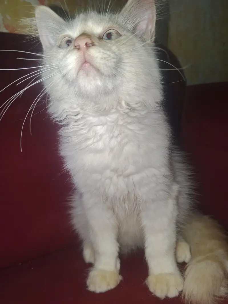 White Persian Male Cat — photo 5