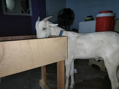 pure white teady white sing white eyes white nose