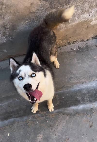 Husky x Alaskan for sale long coat