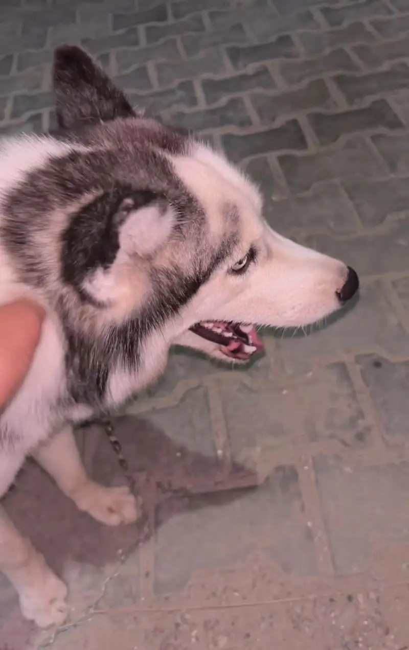 Husky x Alaskan for sale long coat — photo 2