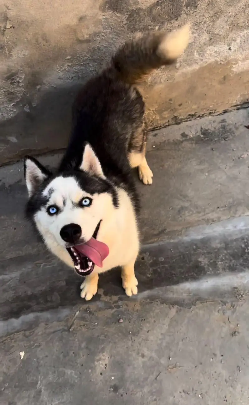 Husky x Alaskan for sale long coat — photo 3
