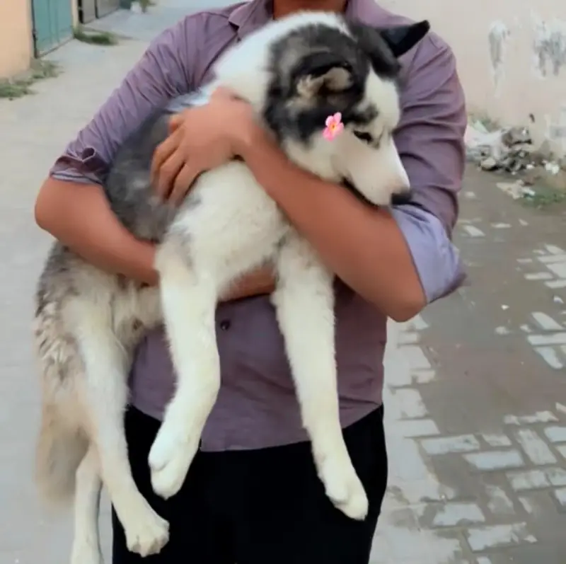Husky x Alaskan for sale long coat — photo 4