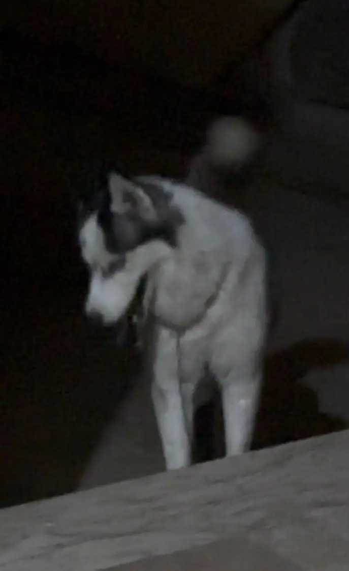 Husky x Alaskan for sale long coat — photo 6