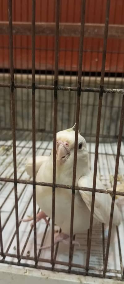 parrots with cage