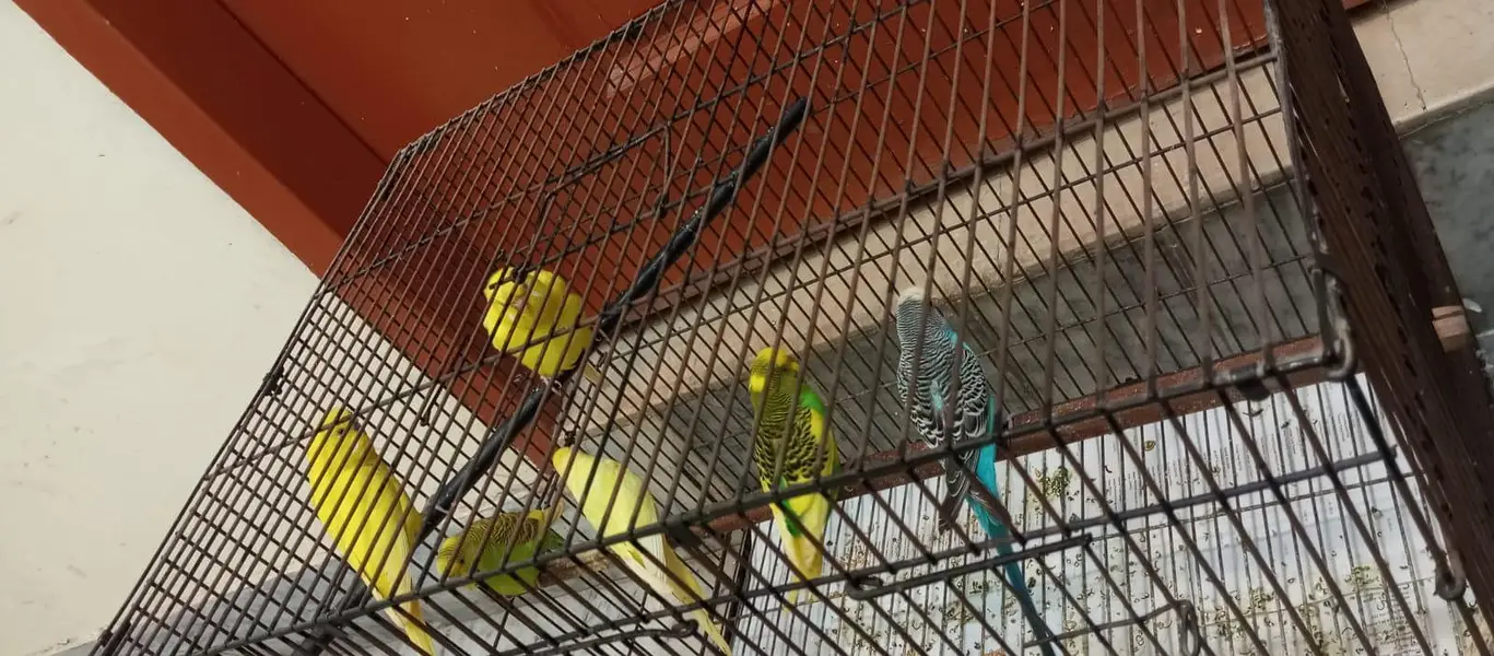 parrots with cage — photo 2