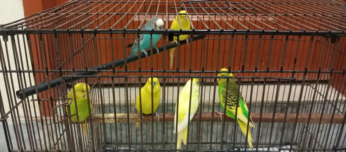 parrots with cage — photo 3