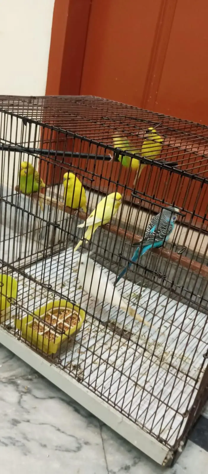 parrots with cage — photo 4