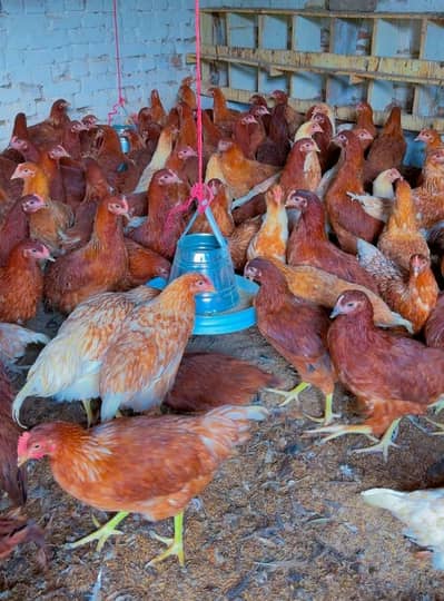 Golden Lkman  Golden  masrii , RiR hens available for sale