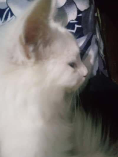 Persian cat