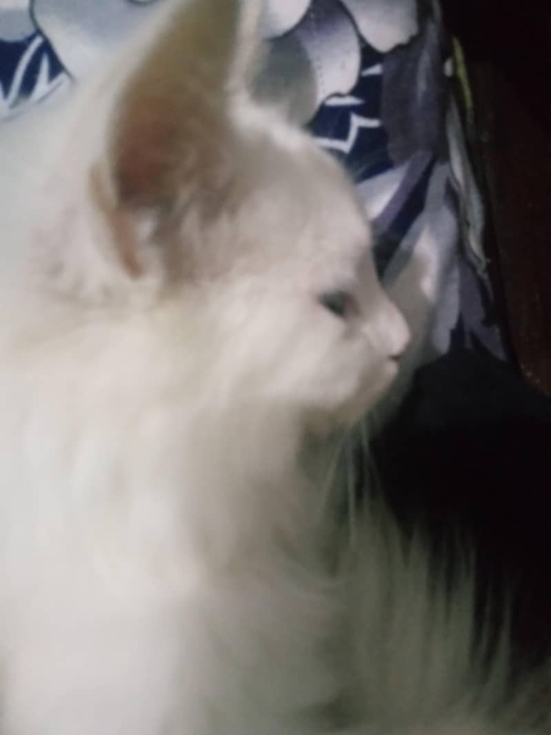 Persian cat 0