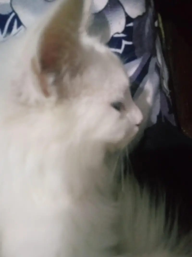 Persian cat