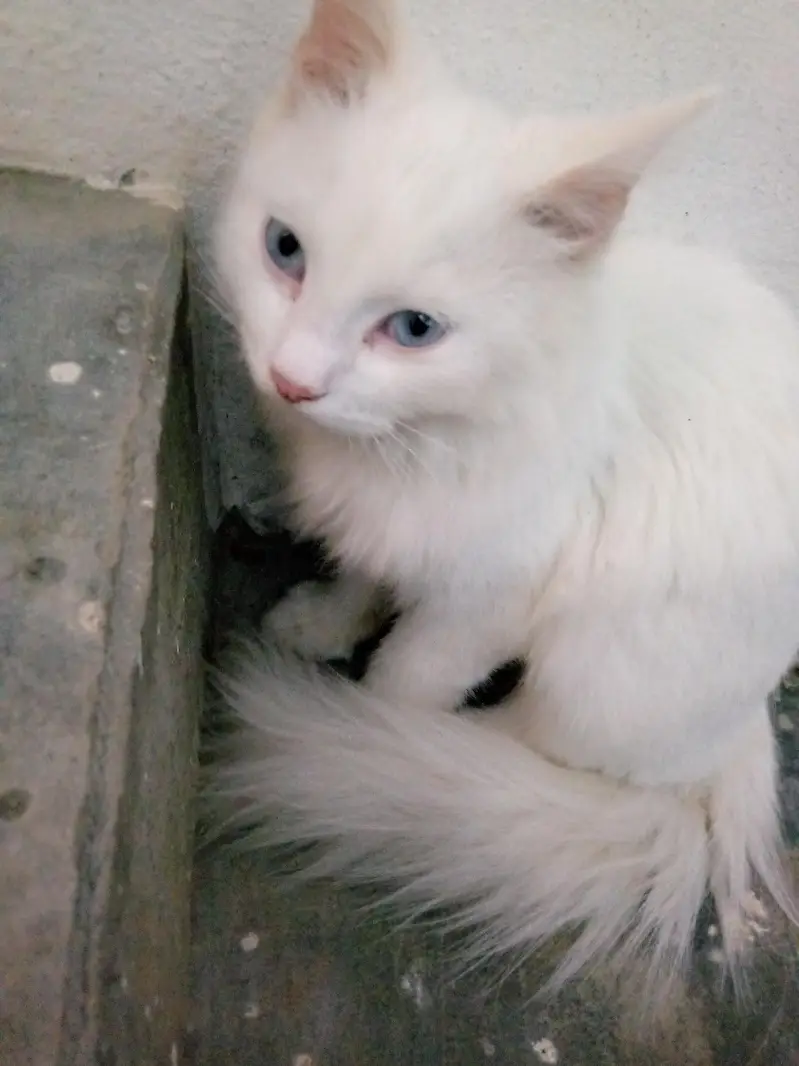 Persian cat — photo 2