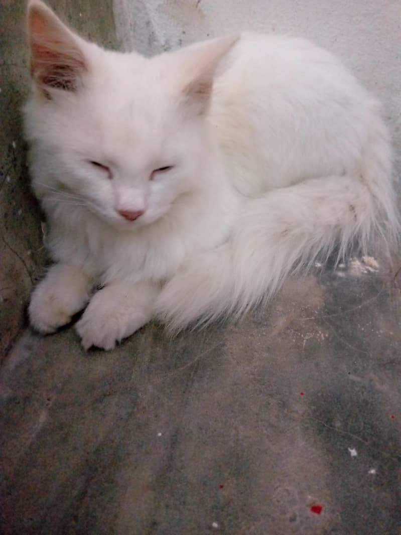 Persian cat 2
