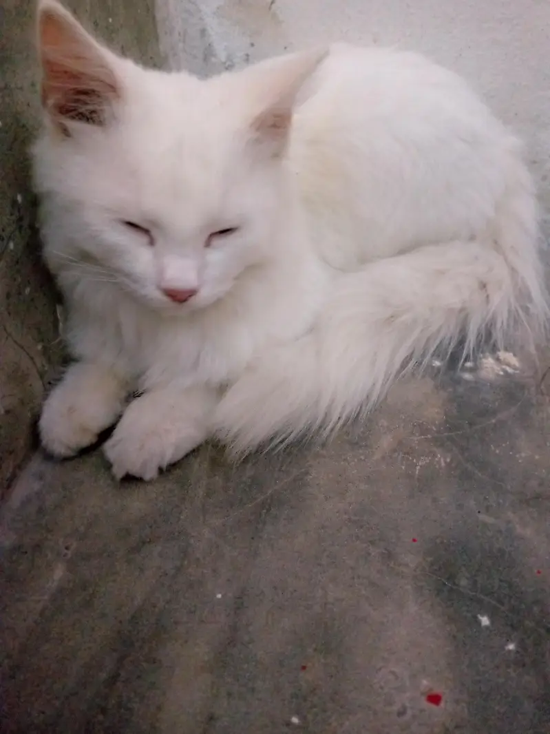 Persian cat — photo 3