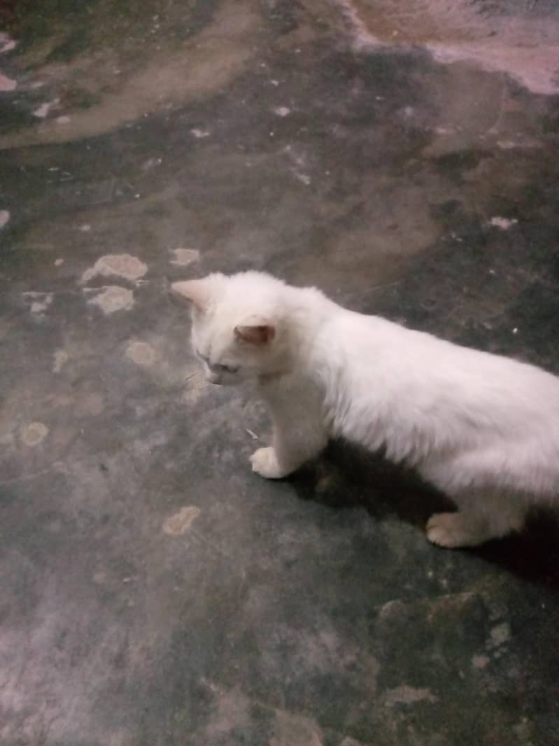 Persian cat 3