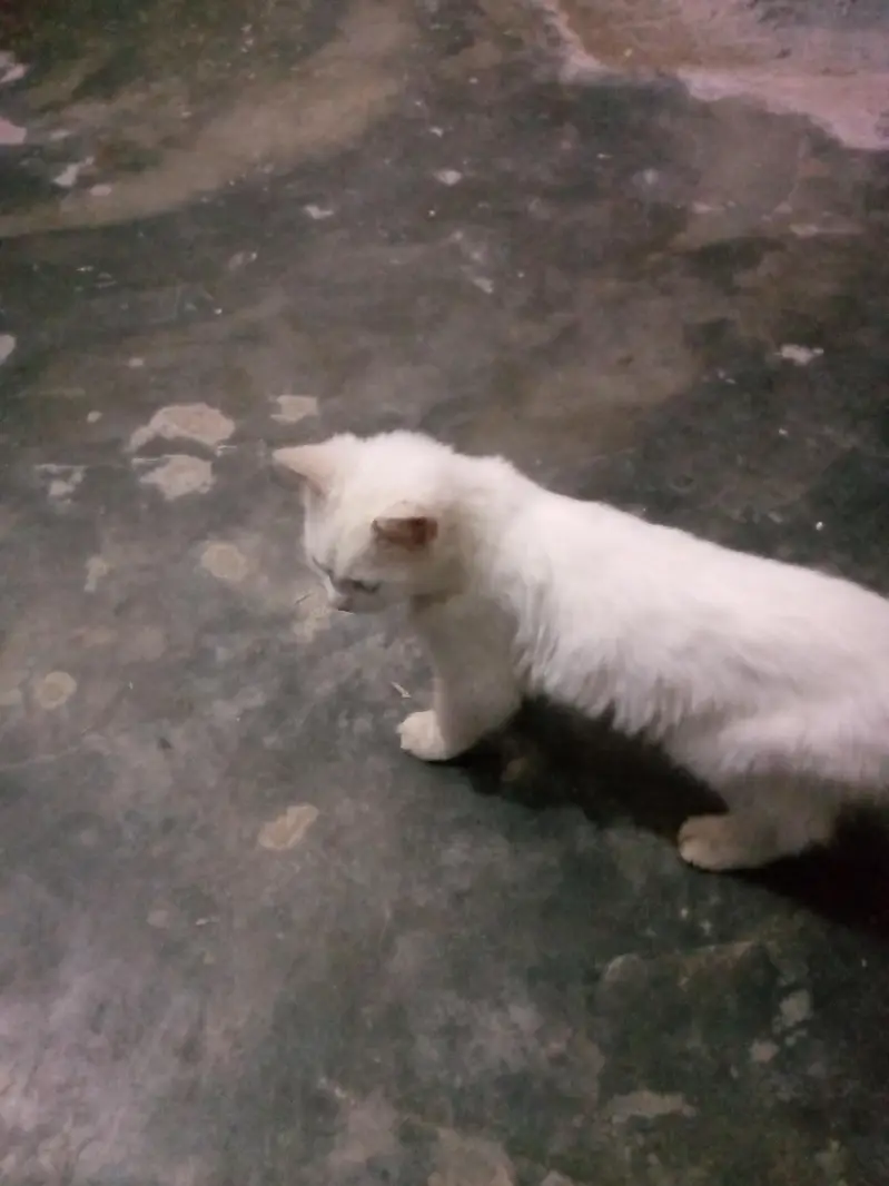 Persian cat — photo 4