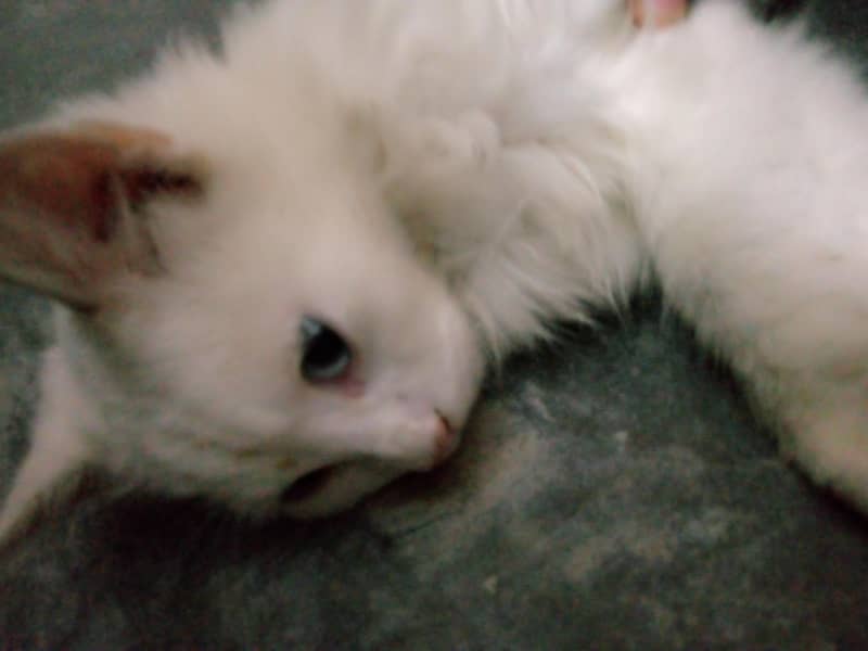 Persian cat 4