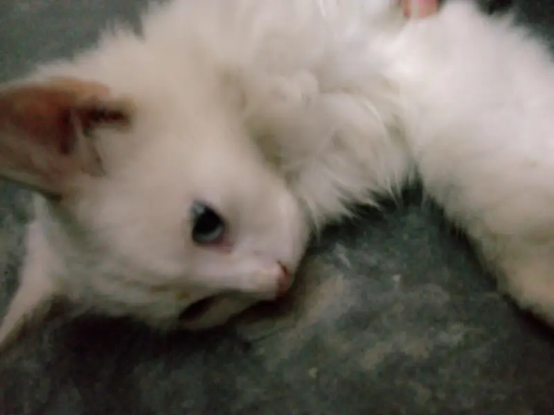 Persian cat — photo 5