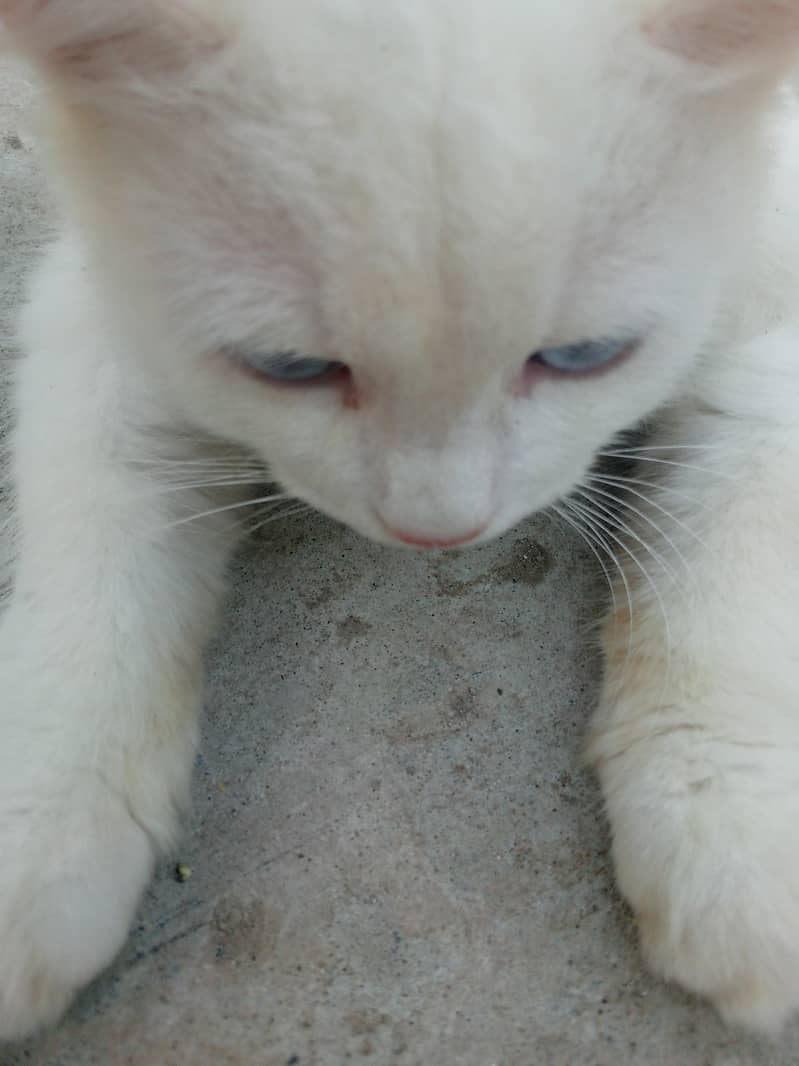 Persian cat 5