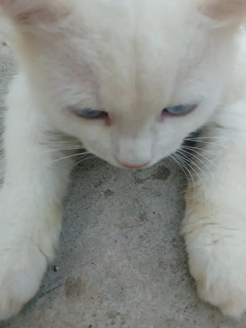 Persian cat — photo 6