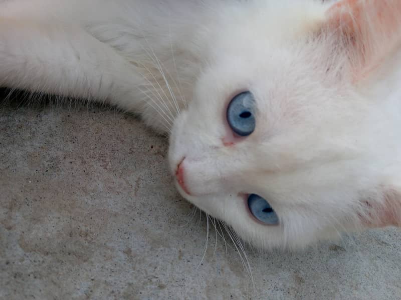 Persian cat 6