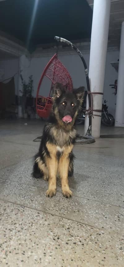 GERMAN SHEPHERD MALE