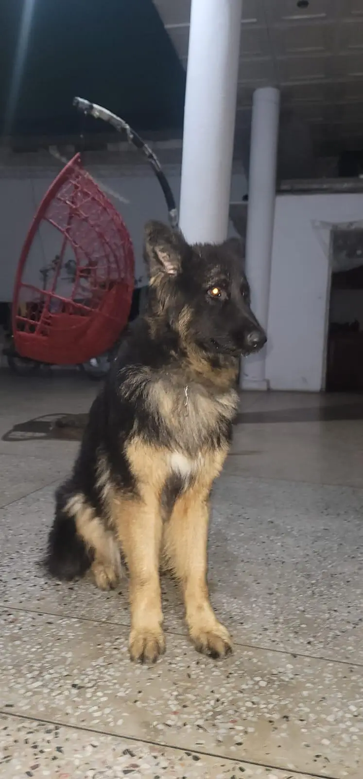 GERMAN SHEPHERD MALE — photo 2
