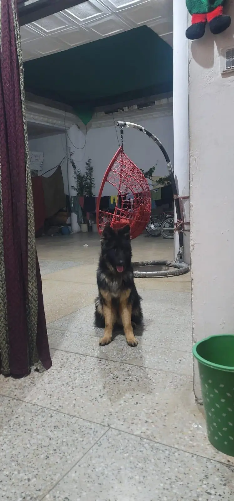 GERMAN SHEPHERD MALE — photo 3
