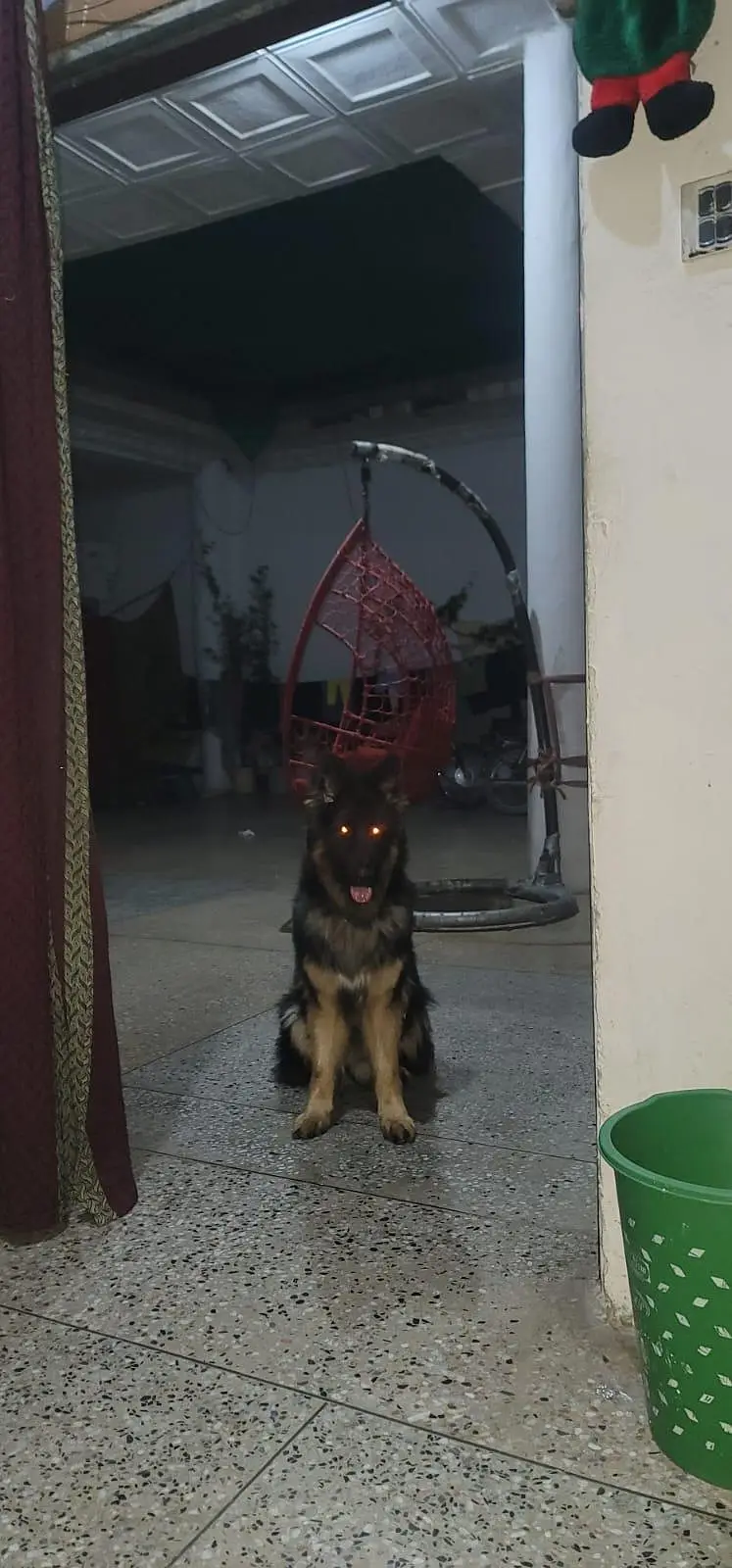 GERMAN SHEPHERD MALE — photo 4