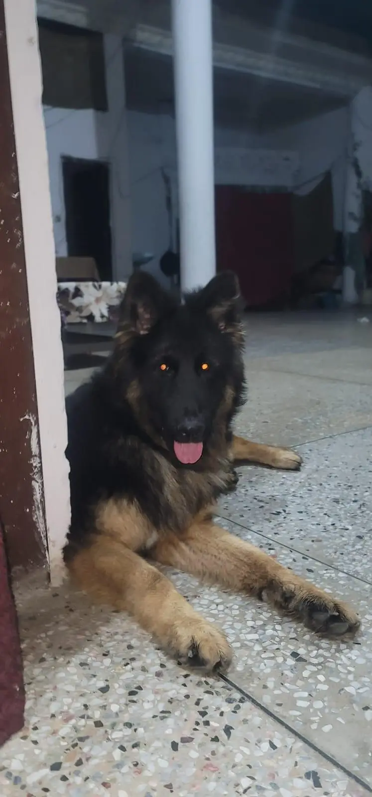 GERMAN SHEPHERD MALE — photo 5