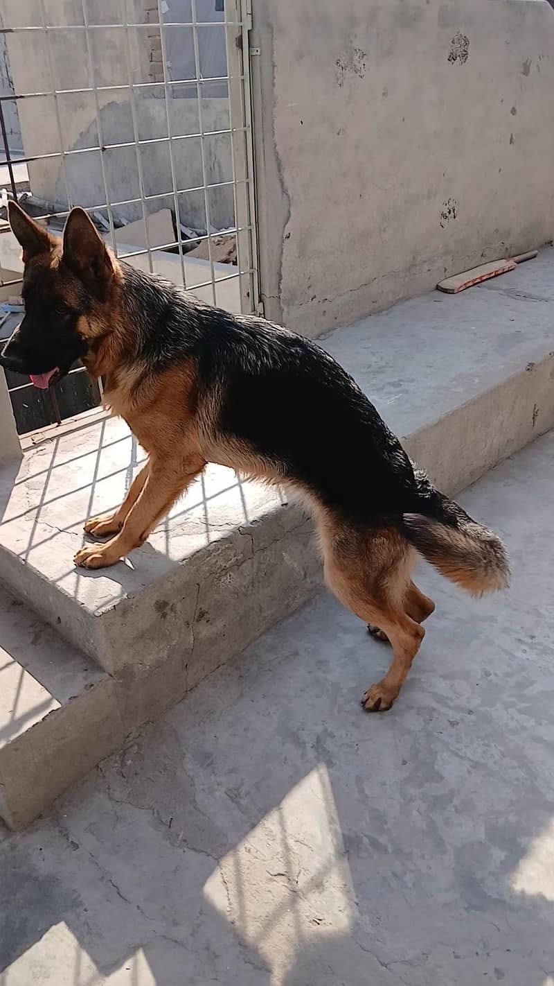 German Shepherd 0
