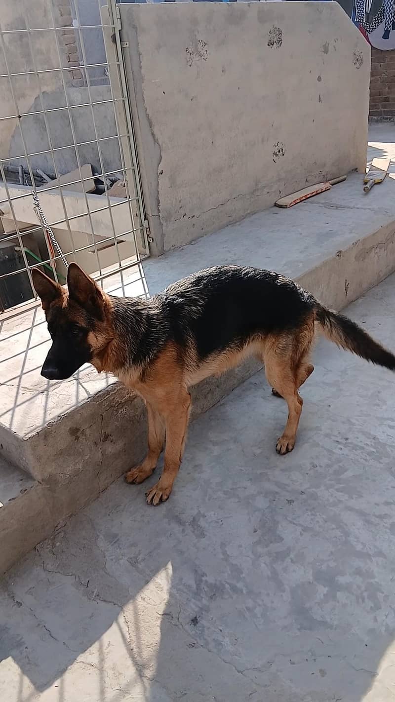 German Shepherd 1