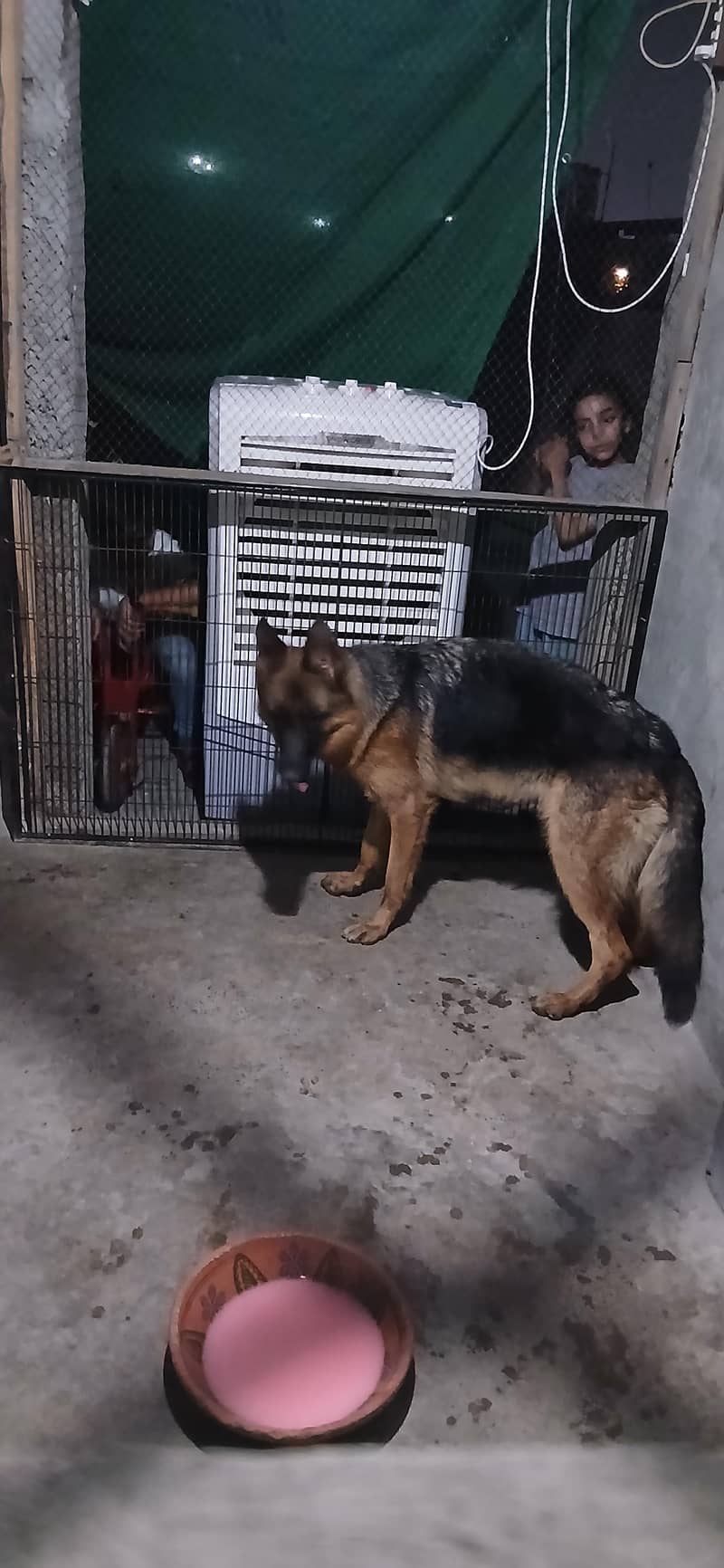 German Shepherd 3