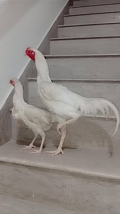white shamo