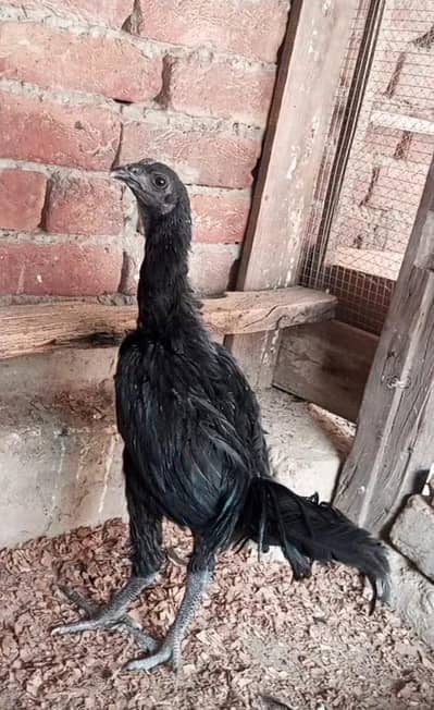 Black dragon Patha  03204048942