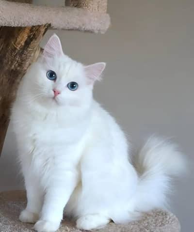 Persian cat 10 Month old healthy *e Persian Cat e & Litter Trained
