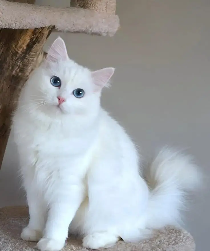 Persian cat 10 Month old healthy *e Persian Cat e & Litter Trained