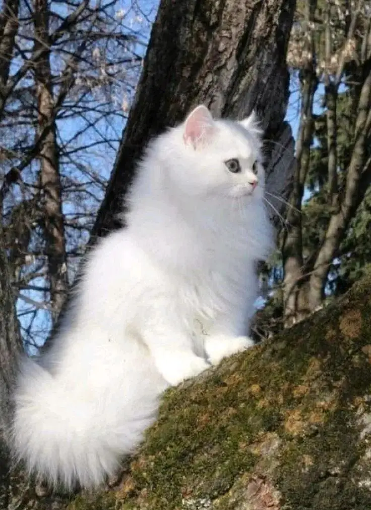 Persian cat 10 Month old healthy *e Persian Cat e & Litter Trained — photo 2