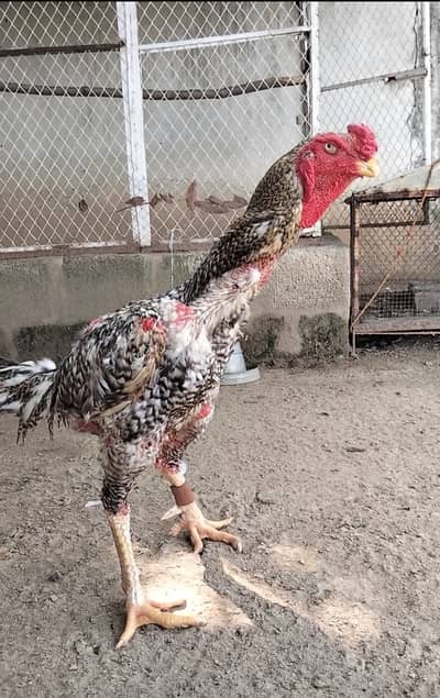 King size German Shamo Male Breeder