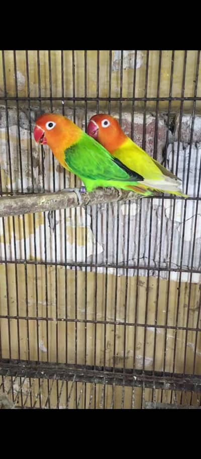 love birds breeder pair