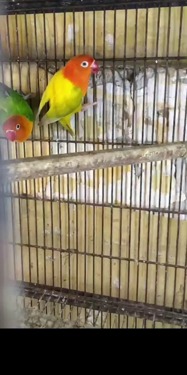 love birds breeder pair — photo 2