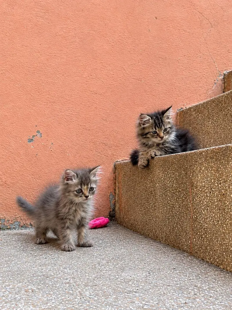 age 2 month healthy active cats vaccinated