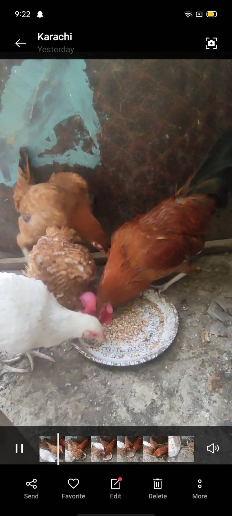 خوبصورت دیسی مرغیاں اور مرغا برائے فروخت (عمر 9 ماہ) 1