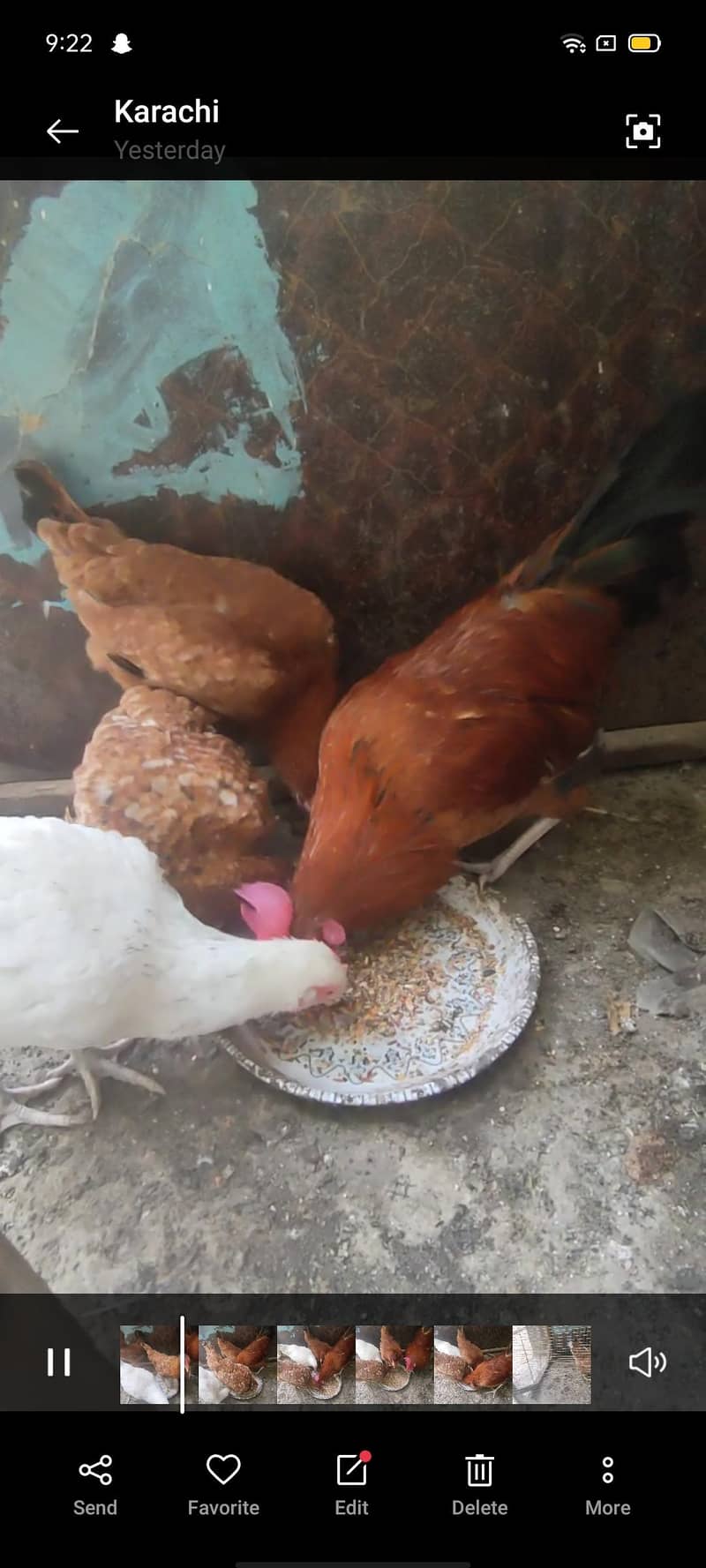 خوبصورت دیسی مرغیاں اور مرغا برائے فروخت (عمر 9 ماہ) 2